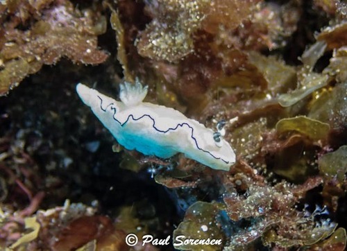 Doriprismatica atromarginata