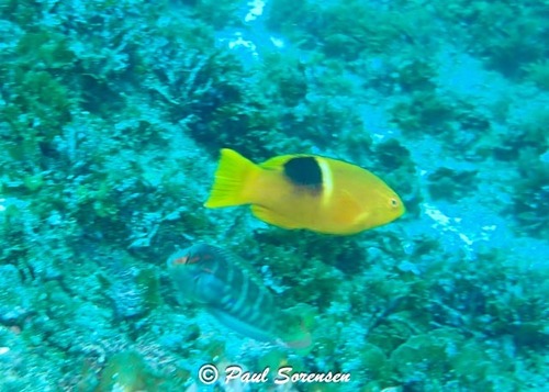Bodianus perditio