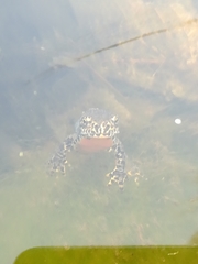 Ichthyosaura alpestris alpestris