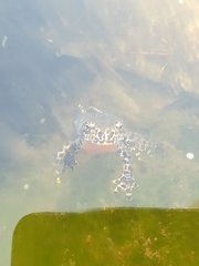 Ichthyosaura alpestris alpestris