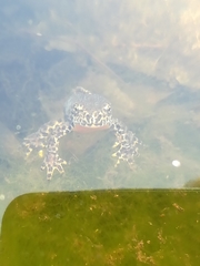 Ichthyosaura alpestris alpestris