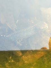 Ichthyosaura alpestris alpestris