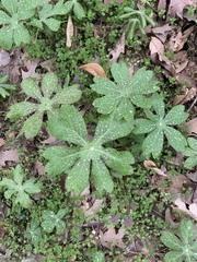 Podophyllum peltatum