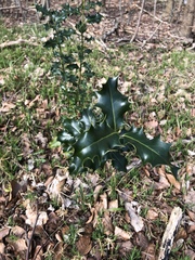 Ilex aquifolium