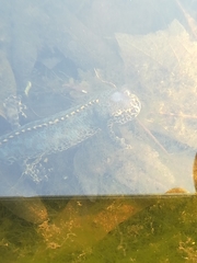 Ichthyosaura alpestris alpestris