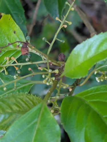 Maesa indica observed 2026-04-10