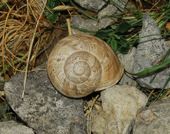 Iberus alonensis