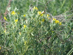 Chamaecytisus austriacus