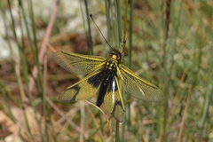 Libelloides longicornis