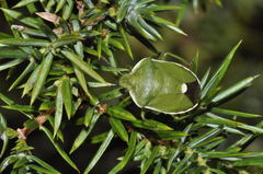 Chlorochroa juniperina