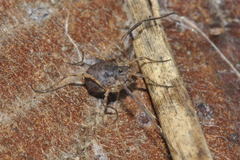 Lophopilio palpinalis