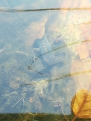 Ichthyosaura alpestris alpestris