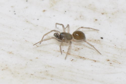 Tiso vagans