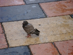 Columba livia domestica
