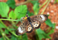 Acraea oncaea