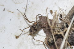 Platybunus pinetorum