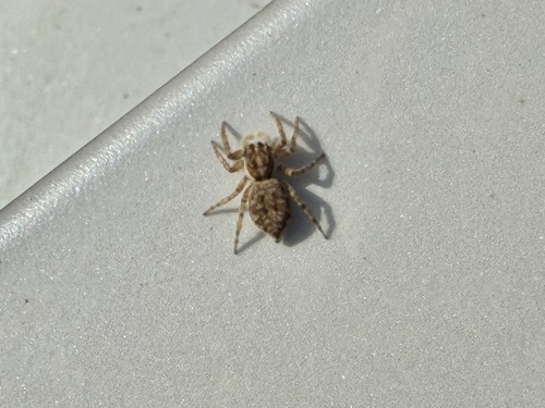 Half-edged Wall Jumping Spider