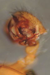 Centromerus pabulator