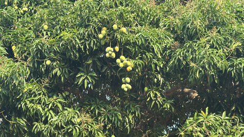 Indian mango