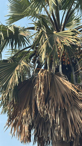 borassus palm
