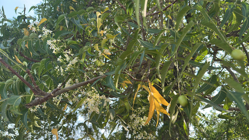 Neem