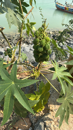 castor bean