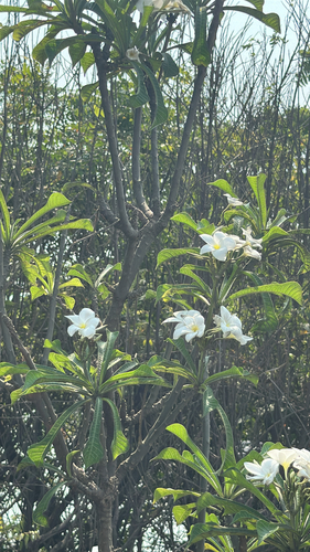 Hammerleaf Frangipani