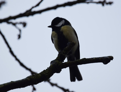 Parus major newtoni