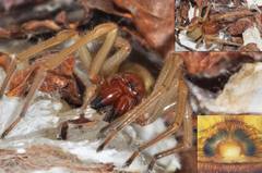Cheiracanthium punctorium