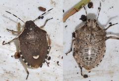 Holcostethus sphacelatus