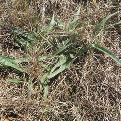Tradescantia subacaulis