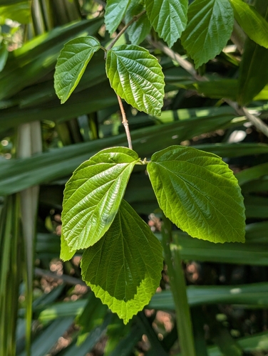 Viburnum erosum f. erosum iNat (2)