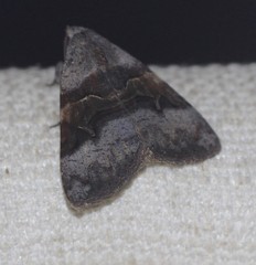 Avatha discolor