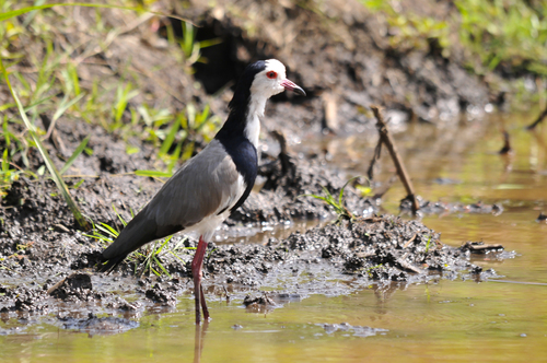 iNaturalist image