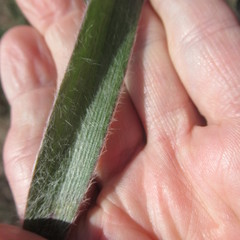 Tradescantia subacaulis