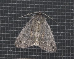 Crioa acronyctoides