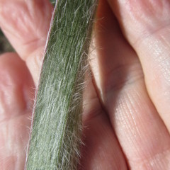 Tradescantia subacaulis