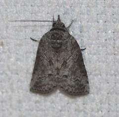 Nycteola polycyma