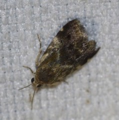 Acontia detrita
