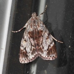 Enchesphora recurvalis