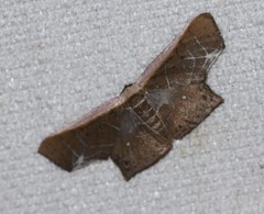 Tessarotis rubrata