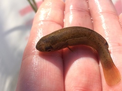 Fundulus confluentus