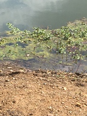 Pistia stratiotes