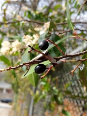 Prunus