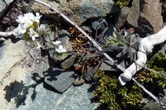 Draba gilliesii