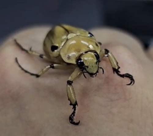 Ancognatha vulgaris