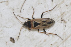 Xanthochilus quadratus