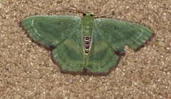 Metallochlora lineata