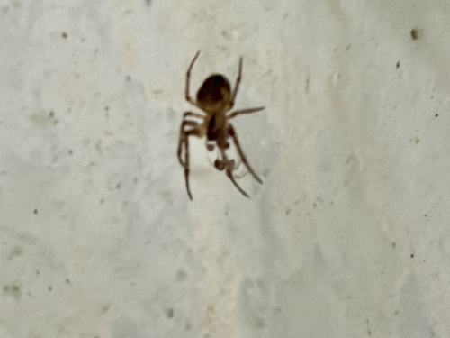 Missing-sector Orbweb Spiders