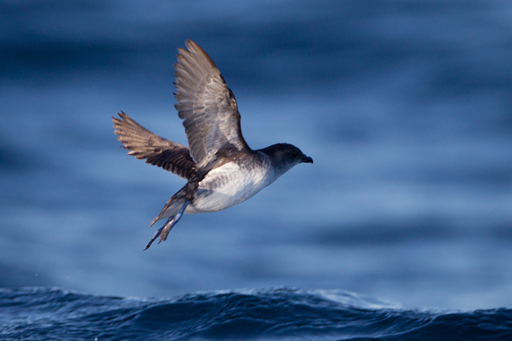 Common Diving-petrel